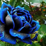 Rosa azul negra rara - semillas