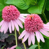 Double Pink Coneflower Seeds - Rare Hardy Perennial Pollinator Flower