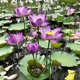 Miniature Water Lily Seeds