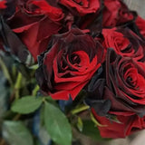 Carmen Rose - Twin Red Black Rose Seeds