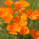 Mezcla de semillas resistentes a los ciervos: más de 20 variedades mezcladas