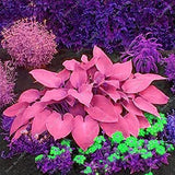 Mixed Hosta Seeds For Garden Plant