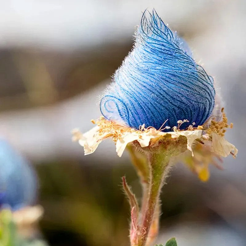 Flor de humo de pradera azul