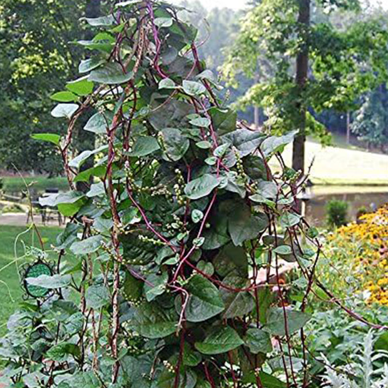 Semillas de espinaca de tallo rojo de Malabar