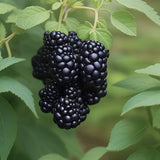 Semillas de mora de primera calidad: cultive bayas jugosas y sabrosas en casa: arbusto gigante perenne de gran tamaño para exteriores