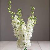 Semillas de flor de cohete de espuela de caballero blanca para plantar