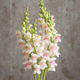 Apple Blossom Snapdragon Flower Seeds-Extremely romantic flowers