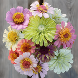 Double Zinnia Mixed Color Seeds
