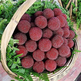 Semillas de Myrica Rubra Bayberry rojo Fruta dulce, saludable y jugosa Gran sabor Fresa una nueva y emocionante incorporación
