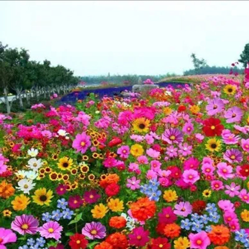 Semillas de flores perennes mixtas: más de 60 variedades mezcladas, fácil cuidado