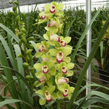 Cymbidium Orchid Seeds-Light Green