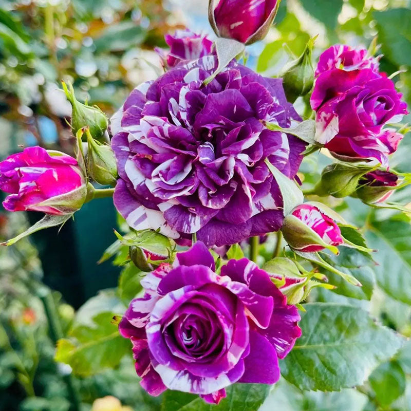 Joya con aroma a rosas