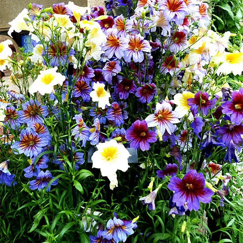 Semillas de gloria de la mañana chilena