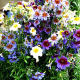 Semillas de gloria de la mañana chilena