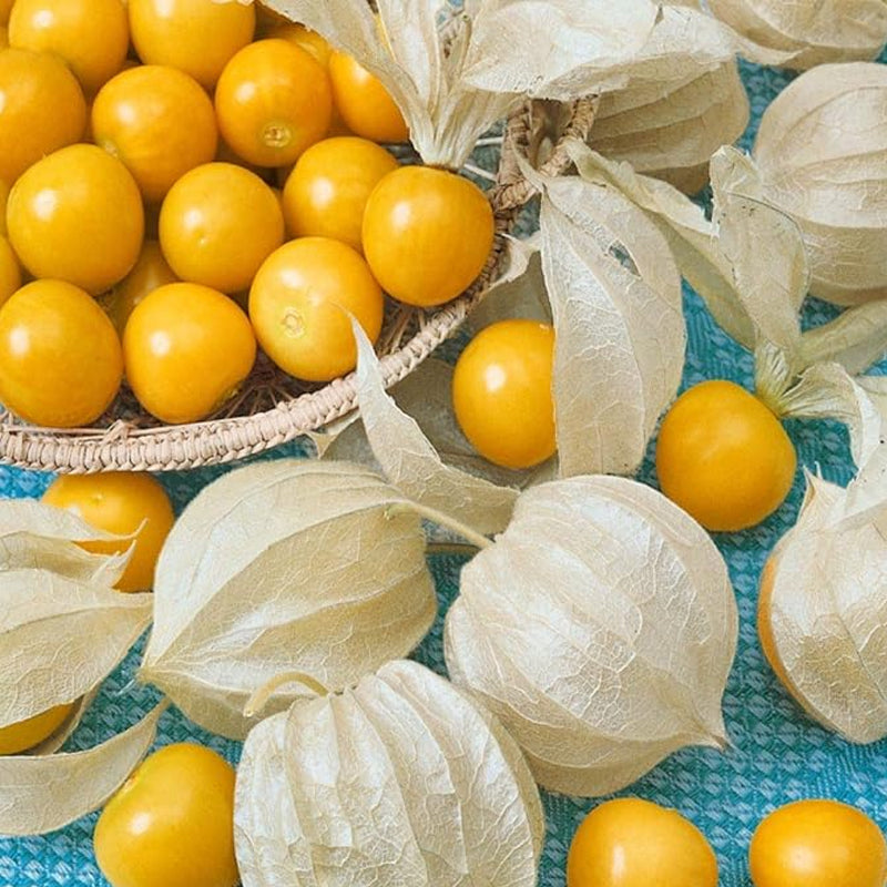 Perennial Cape Gooseberry Physalis Peruviana Goldenberry Fruit Plant Seeds