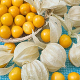Perennial Cape Gooseberry Physalis Peruviana Goldenberry Fruit Plant Seeds