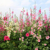 Semillas de malvarrosa Carnival Mix, malva gigante, flores de malvarrosa doble, semillas perennes, flores para jardín de casa al aire libre