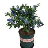 King of Berries - Giant Blueberry Fruit Seeds - Four Seasons Plants