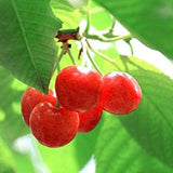 Cherry Tree Seeds Fruit Sweet Edible Bonsai Plants Garden Home