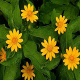 Semillas de Melampodium paludosum, semillas de flores de bonsái de jardín, resistencia a altas temperaturas