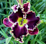 Daylily Hybrid Flowers Seeds, Hemerocallis Hybrid