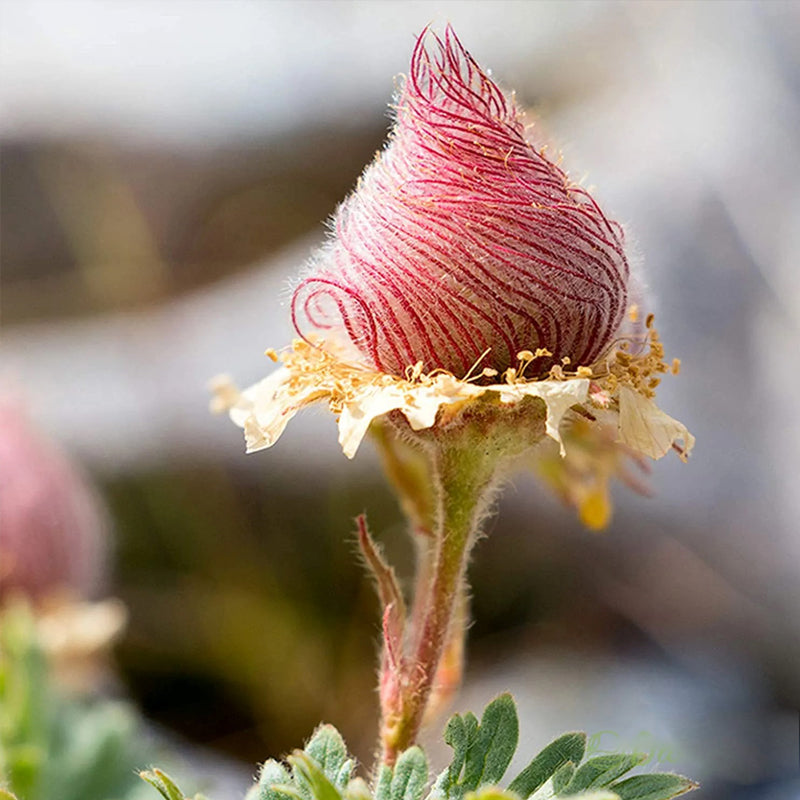 Semillas de flores de humo de pradera