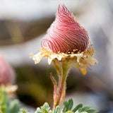 Semillas de flores de humo de pradera
