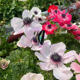 Double Anemone Seeds — Add Resilient Elegance to Your Garden!