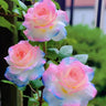 Western Region Mandala Langaros Rose