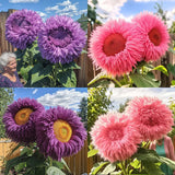 Semillas de girasol gigantes de color morado con forma de osito de peluche