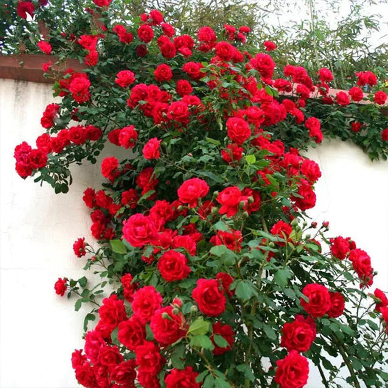 Repeat Blooming Climbing Rose Seeds - Luck Rises