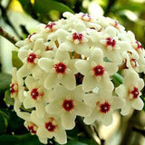 Hoya Carnosa Mixed Color Seeds