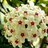 Hoya Carnosa Mixed Color Seeds