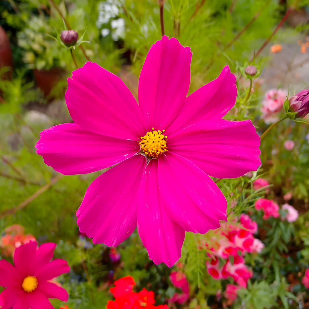 Crazy For Mixed Cosmos Flower Seed