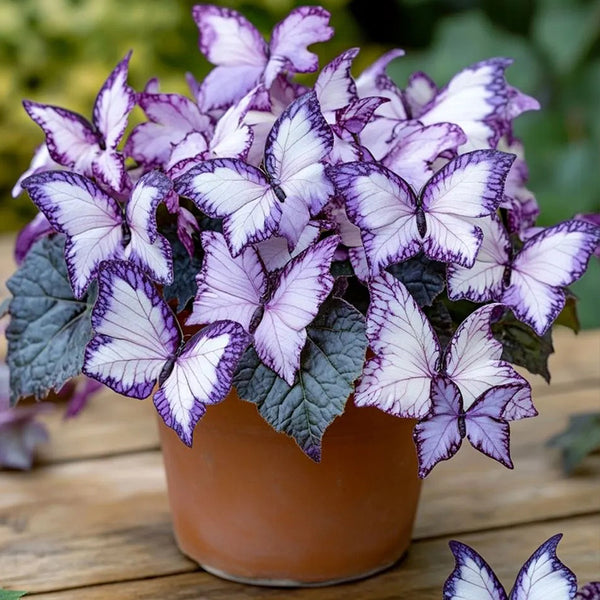 Butterfly Begonia🦋Lavender