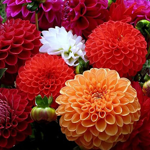 Dahlia Ball Pompon Mix Seeds Annual Flowers Beautiful for Planting