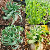 Rare Spring Grass Spiral Succulents