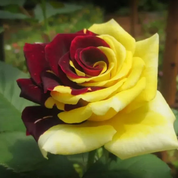 Rare Twin Red Yellow Rose Seeds