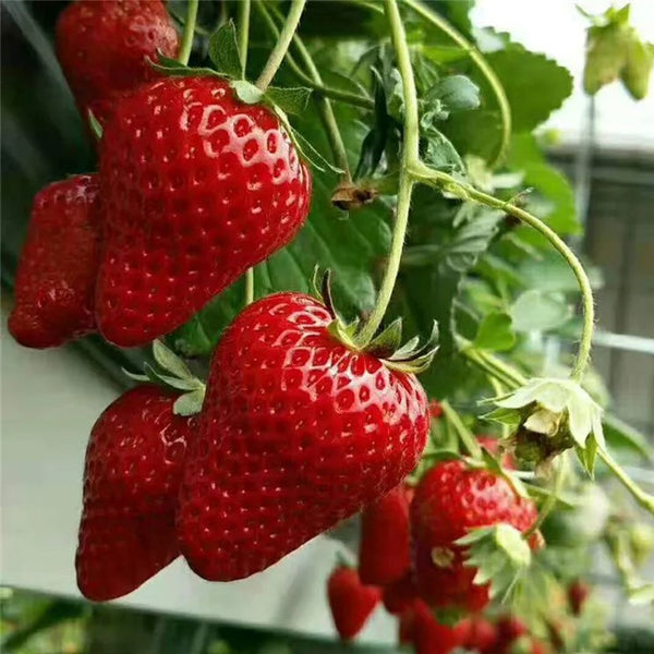 All-season Strawberry Seeds EverBloom Berries