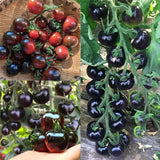 Tomate negro - Reina de belleza negra