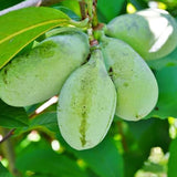 Semillas de árbol de papaya para plantar árboles frutales comestibles, divertido y fácil de cultivar su propia comida, semillas exóticas de árbol de papaya