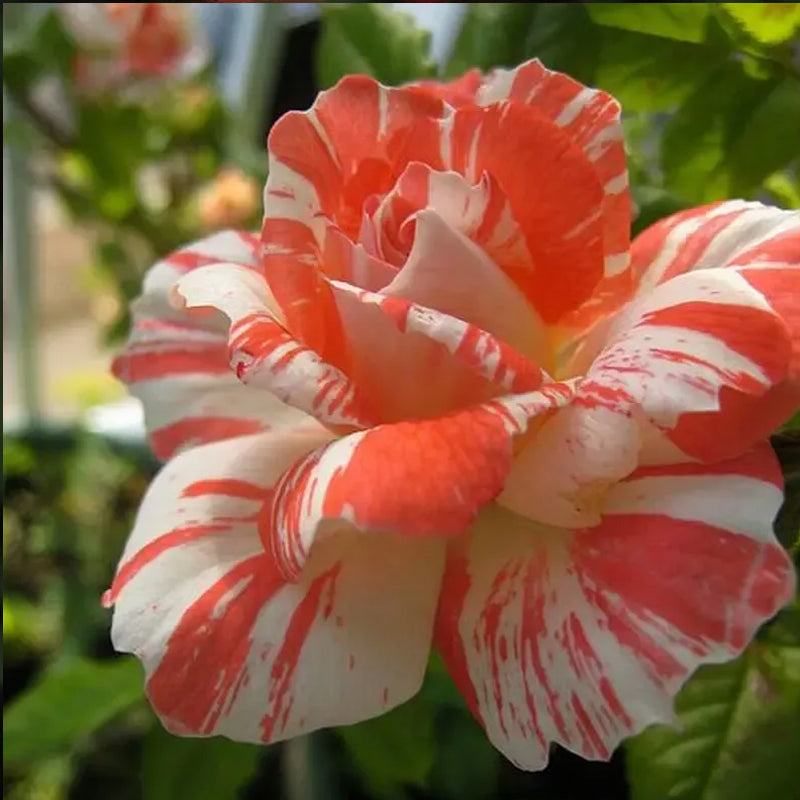 Semillas de rosas blancas anaranjadas