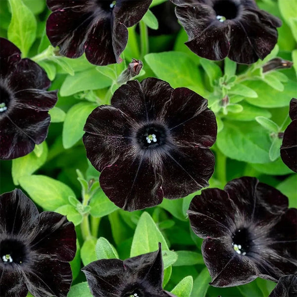 Semillas de petunia negra