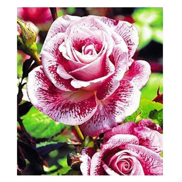 Red White Roses - Meteor Shower Roses Seeds