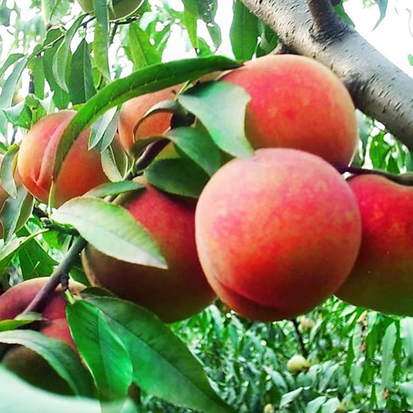 Dwarf Peach Fruit Tree Indoor/Outdoor