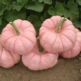 Semillas de calabaza rosadas