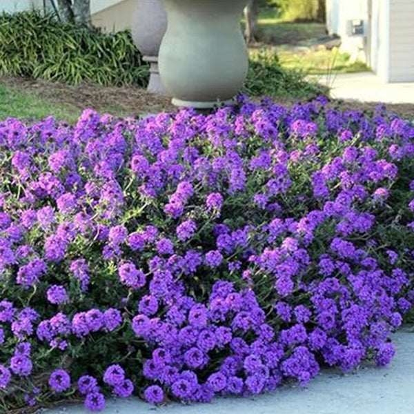 Moss Verbena Creeping Perennial Purple Flower