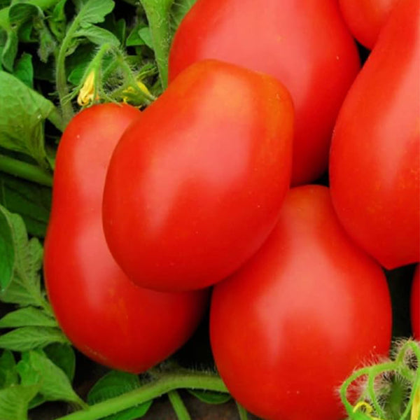 Roma VF Tomato Seeds