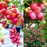 Semillas de arándanos Pink Bliss: el doble de dulzura
