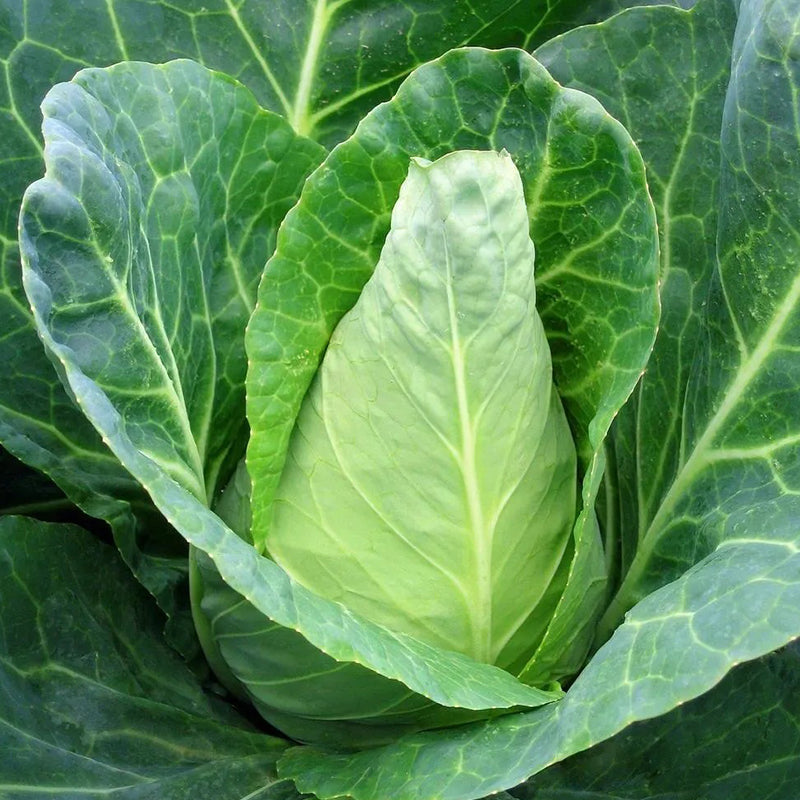 Cabbage Caraflex F1 Organic